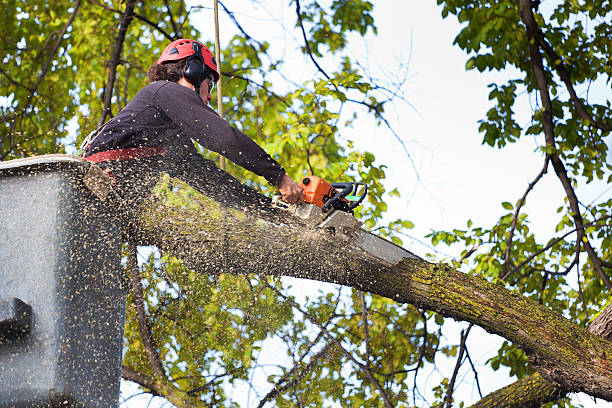 Best Storm Damage Tree Cleanup  in South Berwick, ME