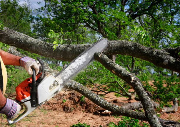 Best Hazardous Tree Removal  in South Berwick, ME