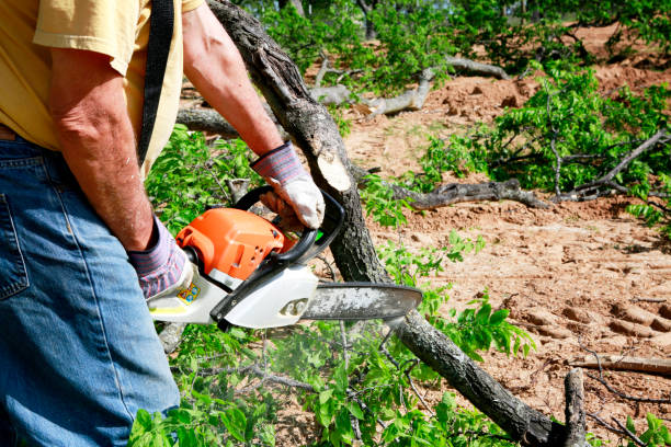 Best Arborist Consultation Services  in South Berwick, ME